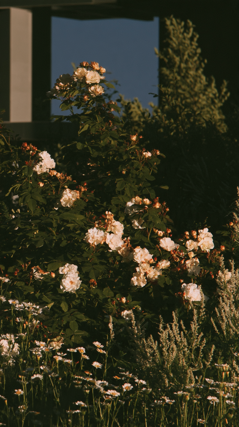 Cream roses growing alongside a modern structure