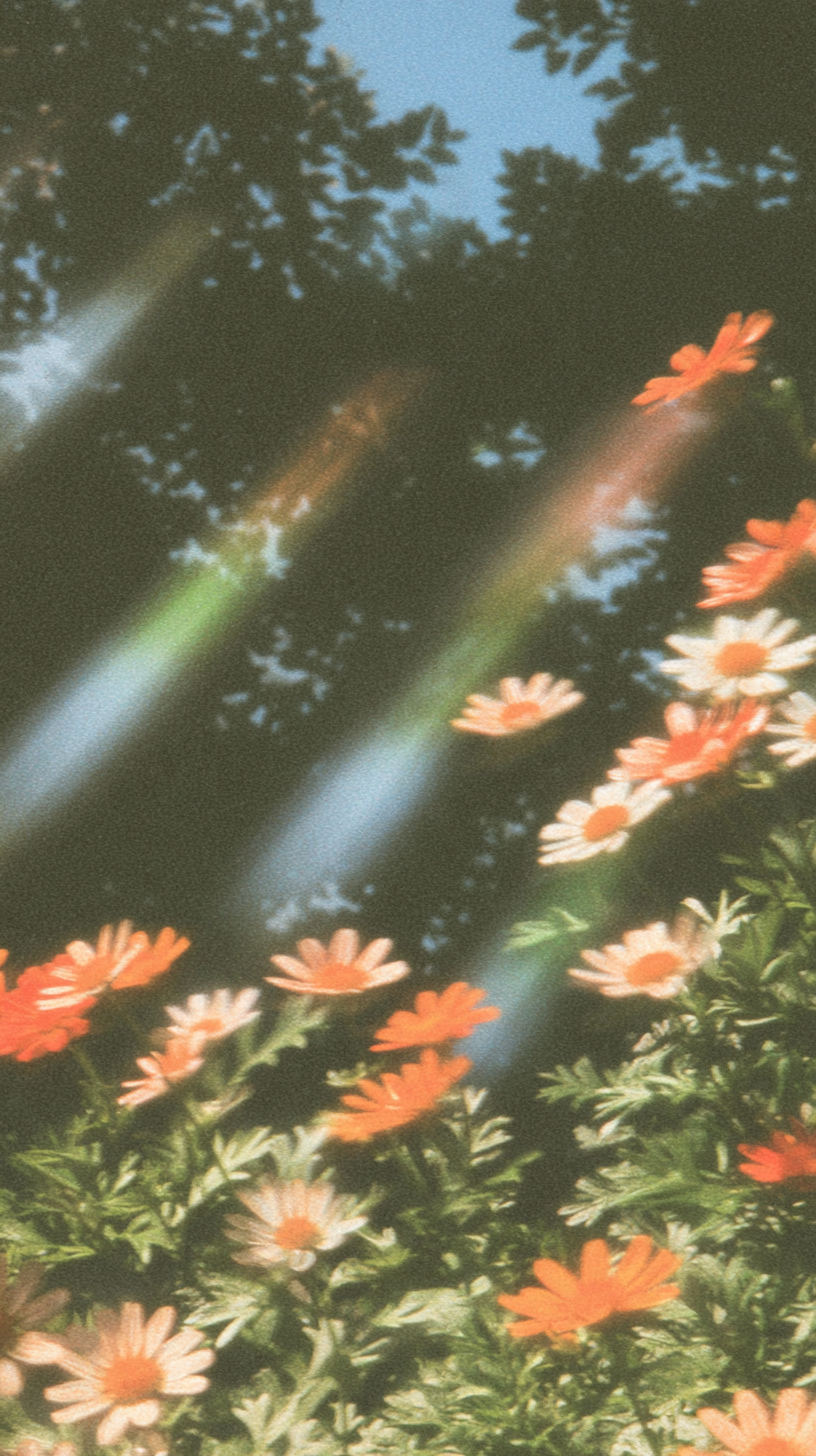 Orange and white flowers caught in sunbeams